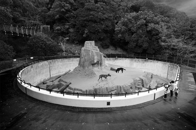 Critical Zoologists Land Archive Sm